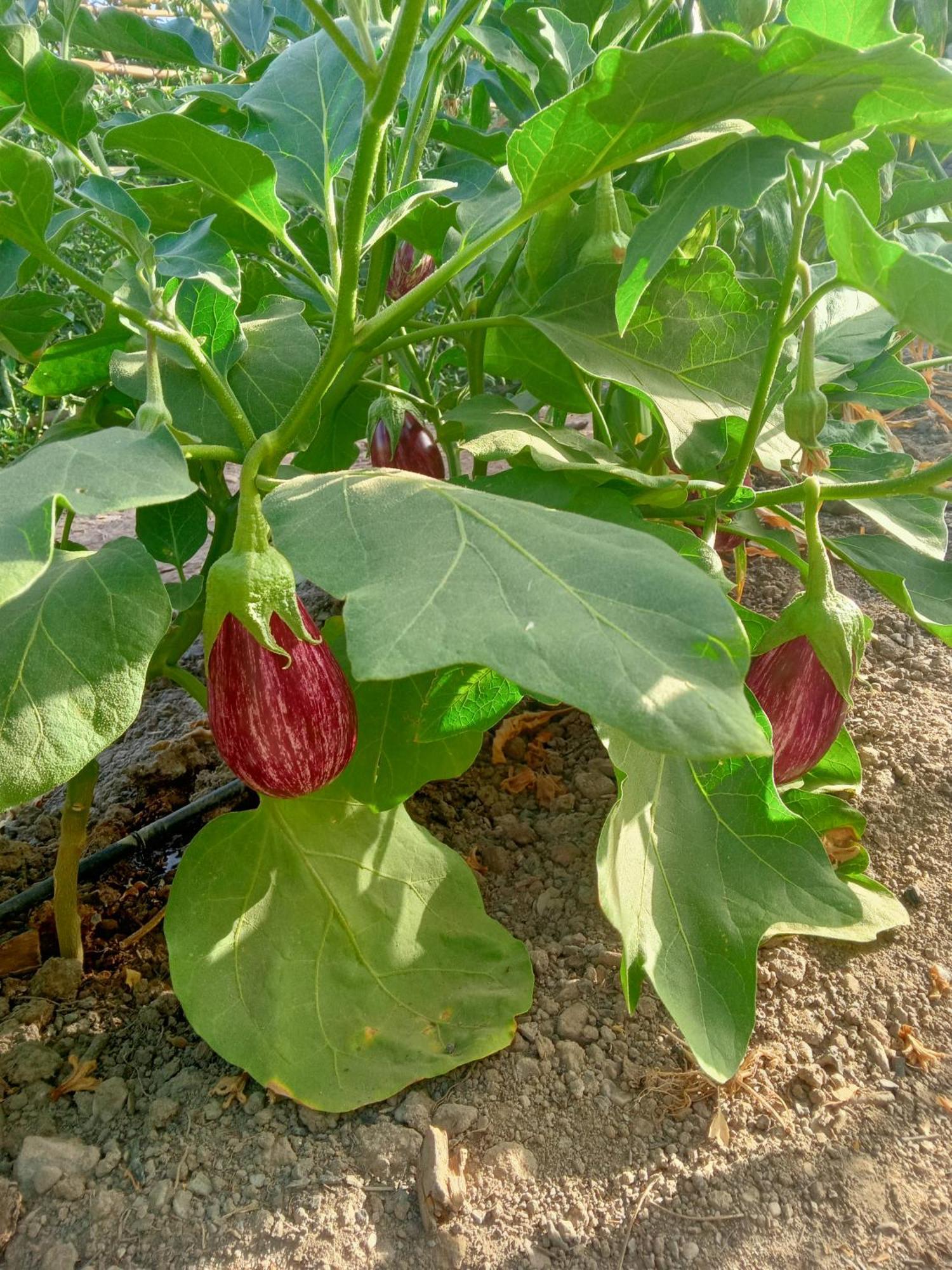 Tuguest Hortichuela House Βίλα Ugijar Εξωτερικό φωτογραφία